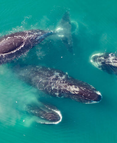 Bowhead whales in the Arctic ice fileds