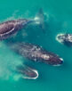 Bowhead whales in the Arctic ice fileds