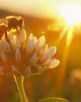 A bee pollinating a flower