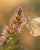 Butterfly on flower, pollination moment, crisp wing patterns